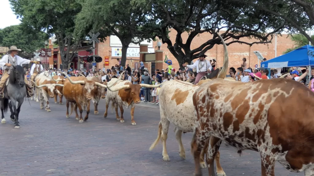 Fort Worth Cattle Drive - Stockyards